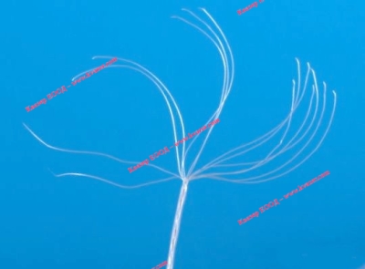 Тефлонов многожичен проводник МГТФ / MGTF 0.07 mm2 / 14X0.08mm / бял